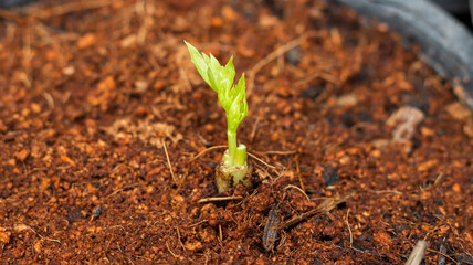Small Large coriander germinate from Large coriander after cooking. Zero waste process