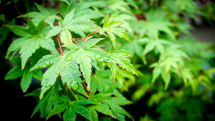 Momiji tree after rain