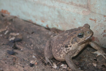 Sapos comunes o sapos europeos. Sapo Aga. Rhinella tiene razón.