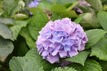 Purple hydrangea in the garden

