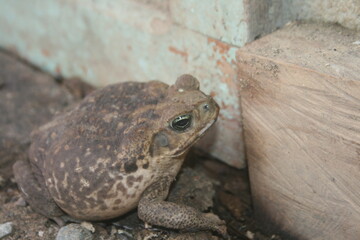 Sapos comunes o sapos europeos. Sapo Aga. Rhinella tiene raz&oacute;n.
