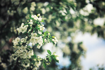 Bright spring greens at dawn in the forest. Nature comes to life in early spring.