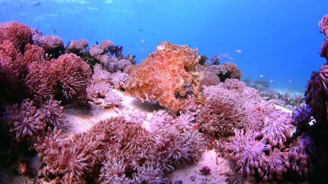 dive in tropical reef colourful hard corals and soft corals with cuttle fish swim 