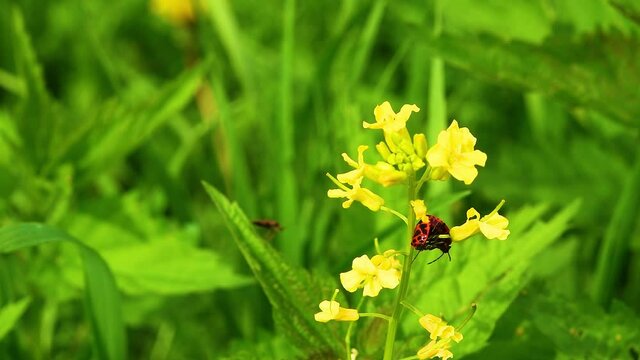 Bug-soldiers red (Pyrrhocoris apterus). Beetle Soldiers mating among the greenery and flowers