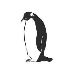 Hand drawing penguins. Vector illustration, penguin, vector sketch illustration