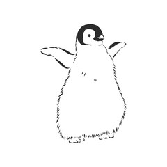 Hand drawing penguins. Vector illustration, penguin, vector sketch illustration