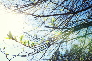 Bright spring greens at dawn in the forest. Nature comes to life in early spring.