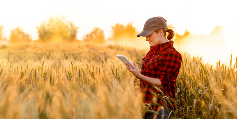 A woman farmer examines the field of cereals and sends data to the cloud from the tablet. Smart farming and digital agriculture.