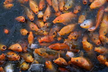 Obraz na płótnie Canvas The goldfish in the pond