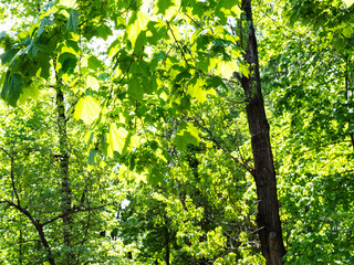 Fototapeta na wymiar spring in city - green foliage of maple tree illuminated by sun in urban park on sunny day