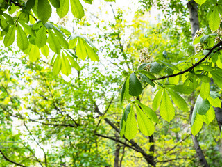 spring in city - twigs of horse chestnut tree with green leaves and white blossoms in urban park (focus on the leaves on foreground)