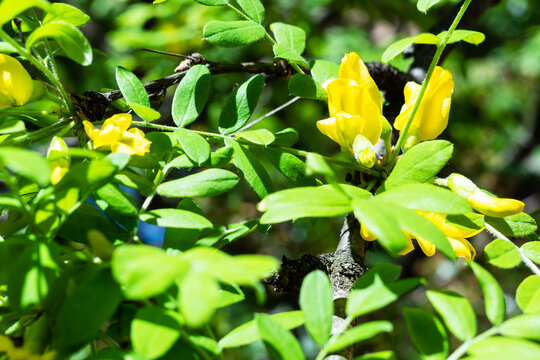 spring in city - yellow flowers between green leaves of Siberian Pea-Tree (caragana) in urban park on sunny day (focus on the blossom)
