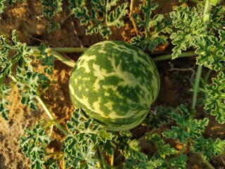 Bitter melon with green leaves in the desert