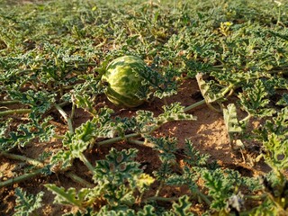 Bitter melon with green leaves in the desert