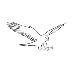 Black and white illustration. Sketch of bird for tattoo art. Detailed hand drawn eagle for tattoo on back. Falcon bird, vector sketch