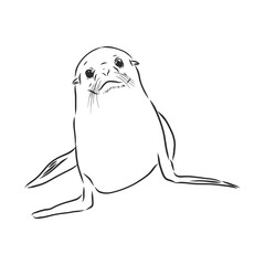 funny sketch of a sea lion augmented with bodypositive inscription. Navy seal animal, vector sketch illustration