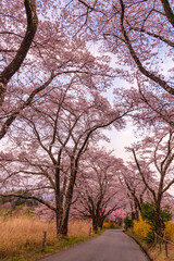 桜の並木道