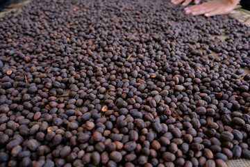 The Processed Coffee 