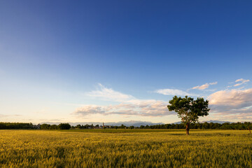 Albero in un campo coltivato a grano nella campagna di Clauiano uno dei più belli borghi italiani di origine medioevale. © snake_xenzia