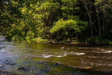 Swedish river and natural salmon area in spring. Farnebofjarden national park in north of Sweden.