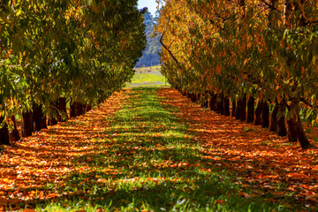 Autumn season, colorful leaves, in Perth Australia