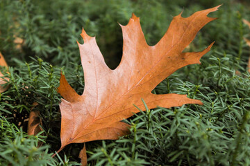 Orange-brown acorn tree leaf fallen on dark green pine leaves
