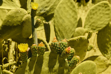 Cyprus cactus. View of cactus growing against the blue sky. Cyprus. Wallpaper and background texture. High quality photo