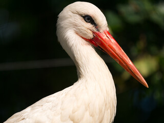cigogne