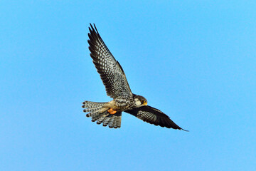 Amur Falcon