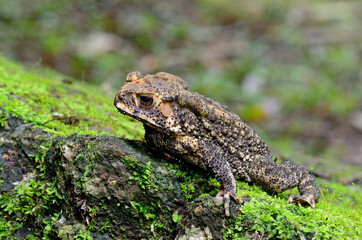 Asian common toad