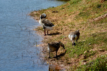 goose in the pond