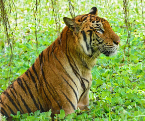 Obraz premium Bengal tiger