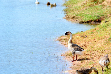 goose in the pond