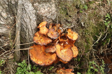 mushrooms in the forest
large 
mustard brown colour 