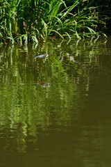 kingfisher in flight