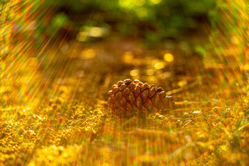 pine cone lies on the ground in sun rays