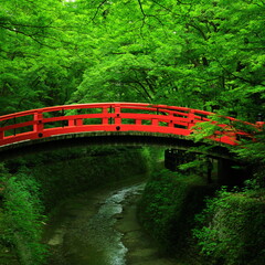 新緑の京都