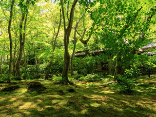 Obraz premium 新緑の京都