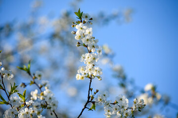 Beautiful cherry blossom on a background of blue sky.