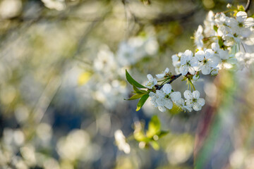 Beautiful cherry blossom on a background of green background