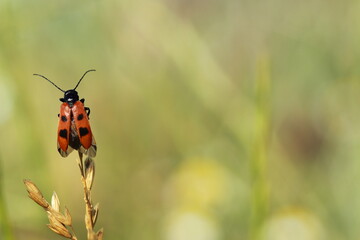 Escarabajo rojo con lunares sobre fondo verde