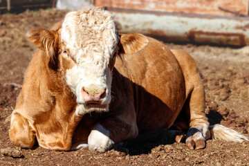 Young 3 year old red bull (cattle) full frontal facial portrait