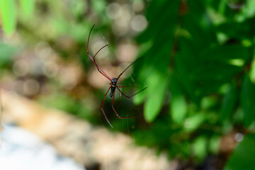 spider on a web