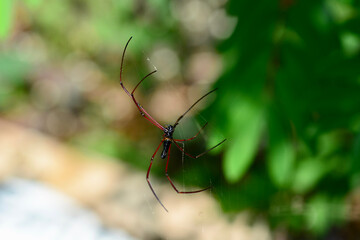 spider on a web