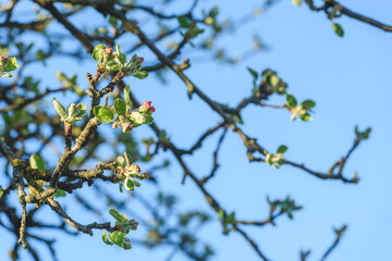 Beautiful cherry blossoms in spring