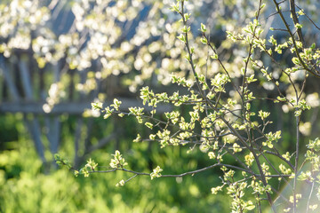 Beautiful cherry blossom on a background of green background