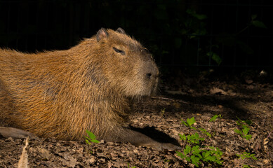 Capybara