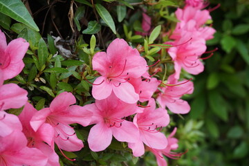 Obraz premium ツツジ