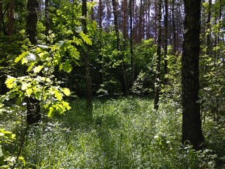 Obraz premium Spring pine forest in bright sunlight