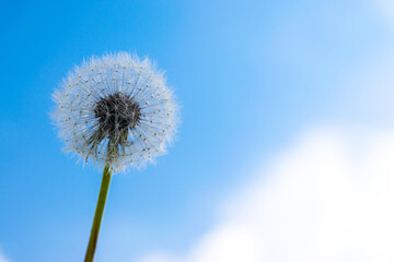 Dandelion against a blue sky